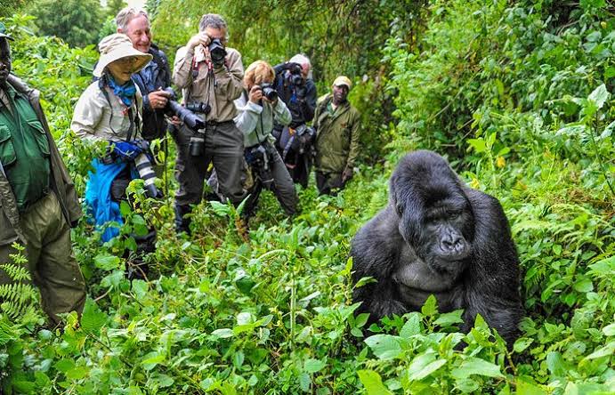 Bwindi forest mist