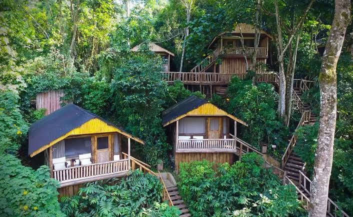 Bwindi jungle trekking