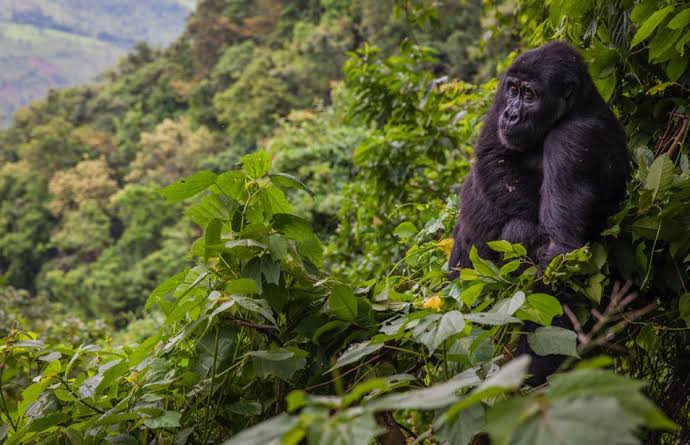 Mountain gorilla in Bwindi