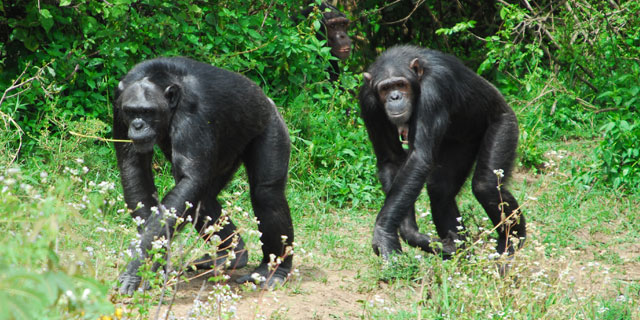 Kibale Chimps