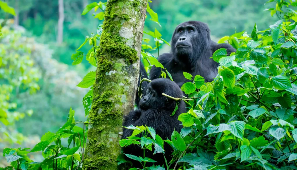 Uganda Rwanda combo