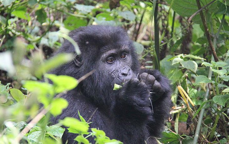 Bwindi Gorilla Trekking