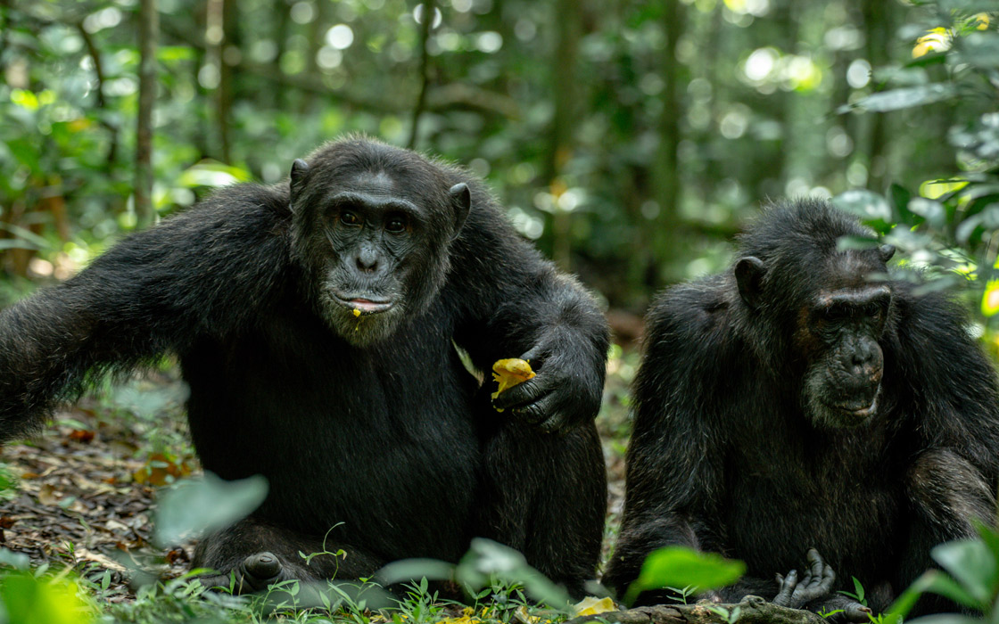 Kibale forest