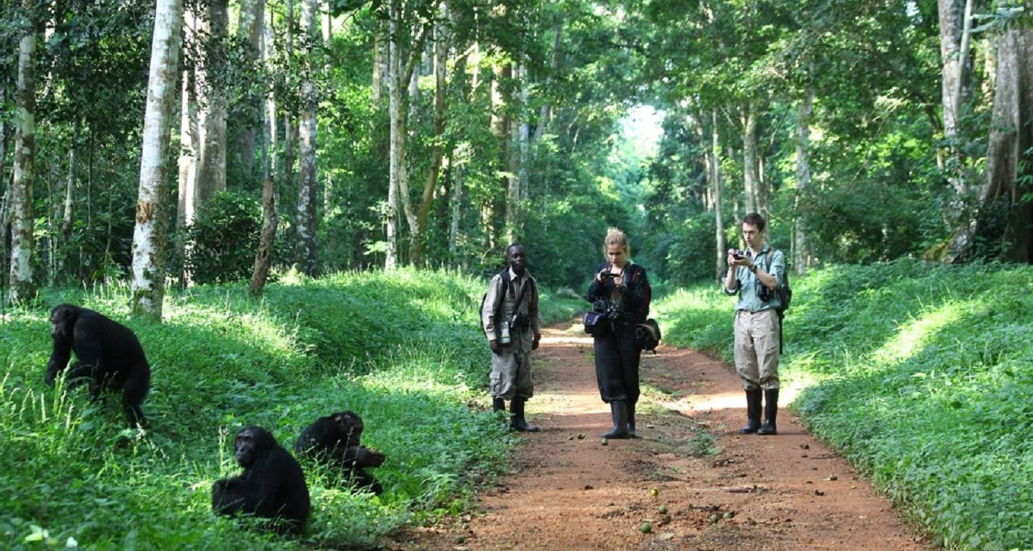 Chimpanzee trekking