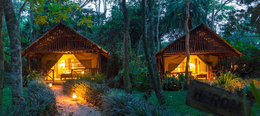 Kibale canopy