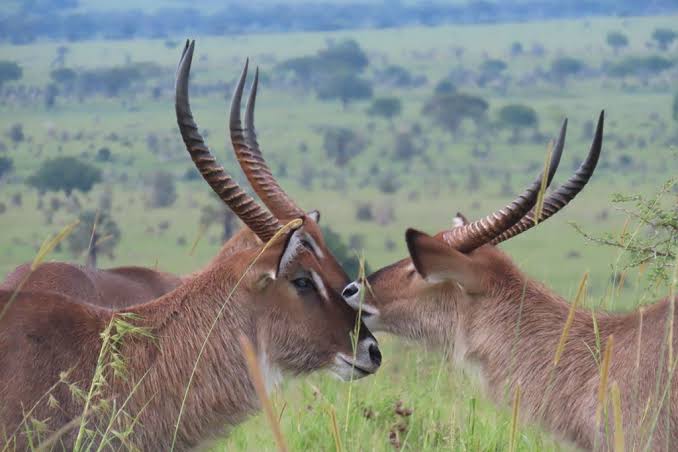 Kidepo wildlife