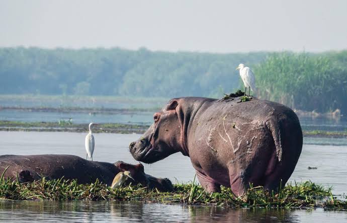 Nile boat safari