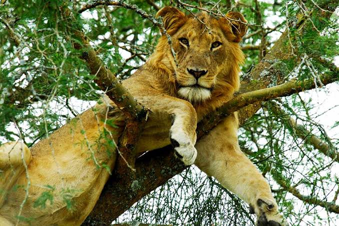 Tree-climbing lion