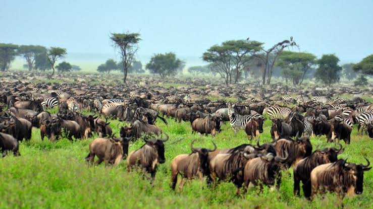 Serengeti wildlife