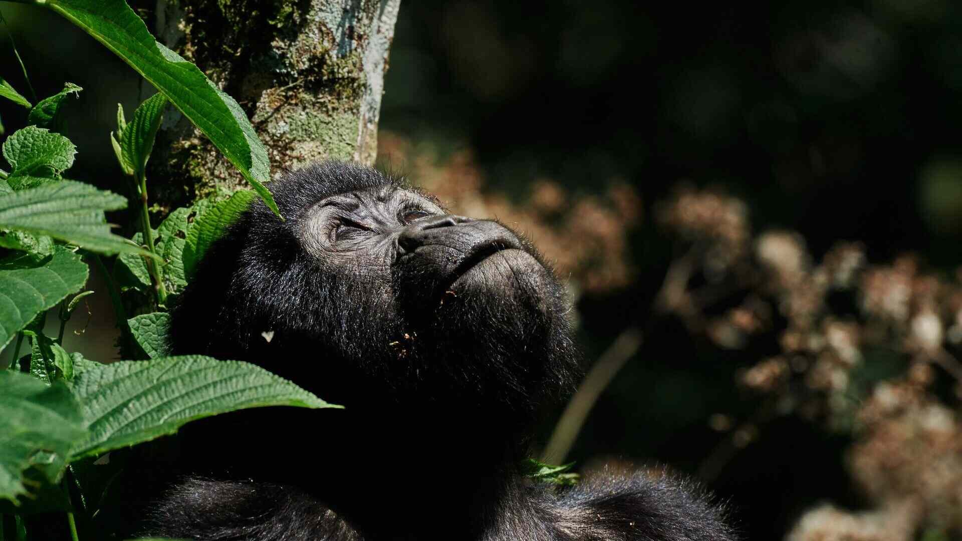 Uganda